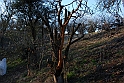 S. Damiano d'Asti_033